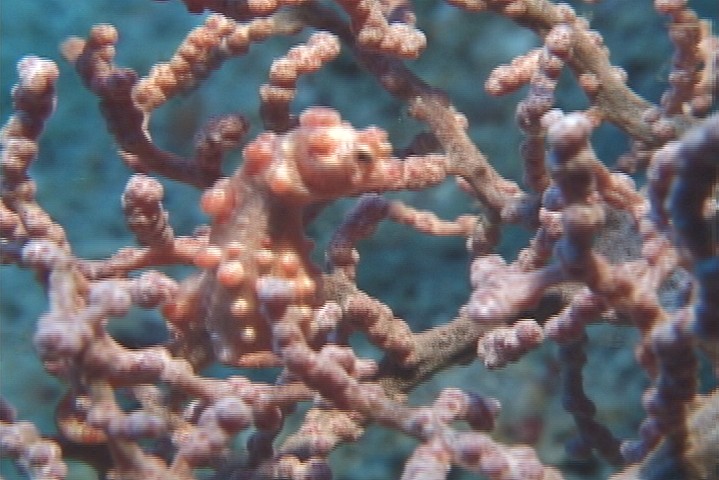 keyframe of organism