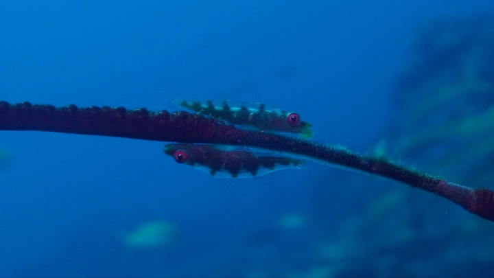 keyframe of organism