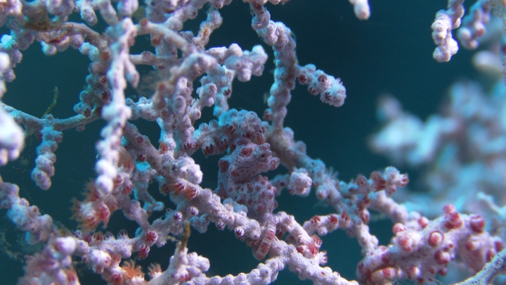 keyframe of organism