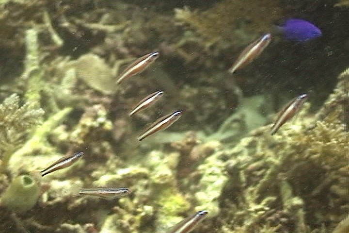 keyframe of organism