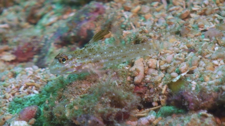 keyframe of organism
