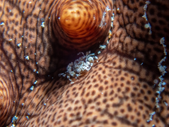 keyframe of organism