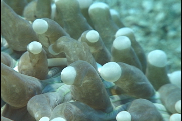 keyframe of organism