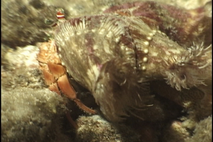 keyframe of organism