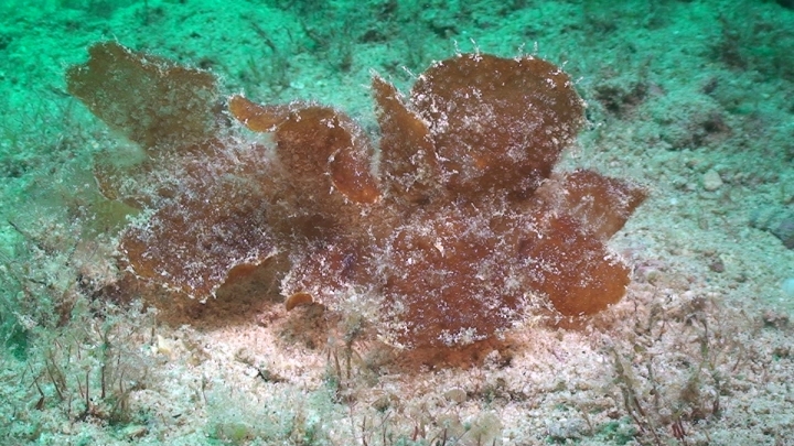 keyframe of organism