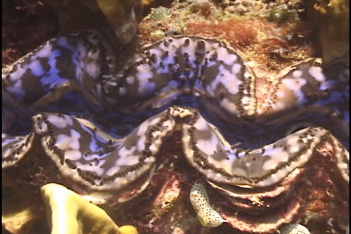 keyframe of organism