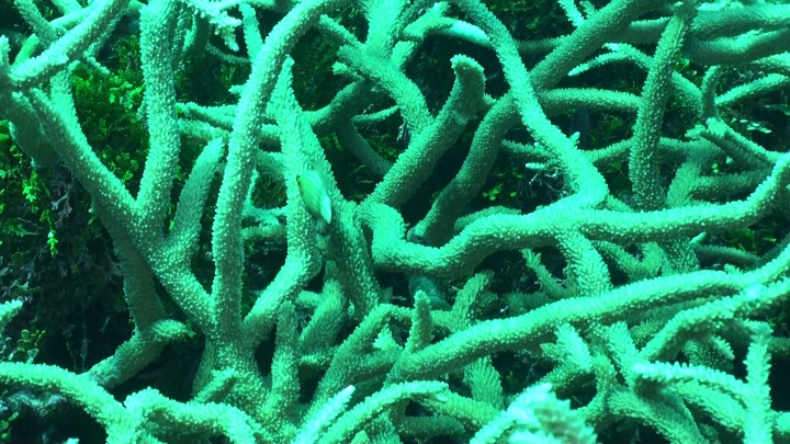 keyframe of organism