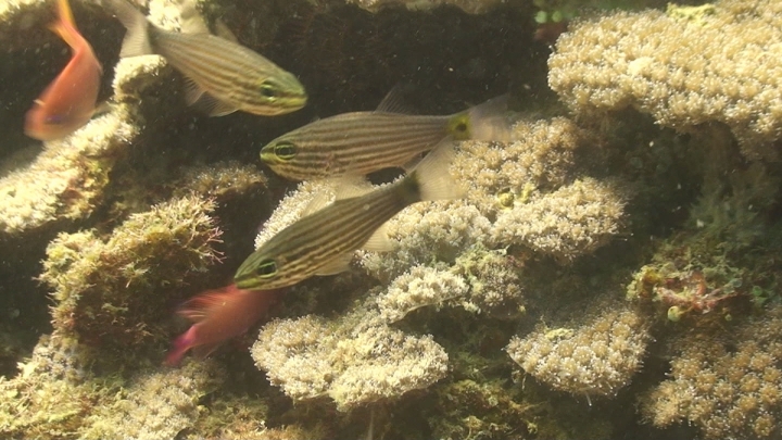 keyframe of organism