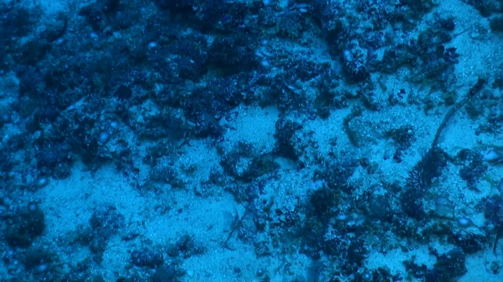 keyframe of organism