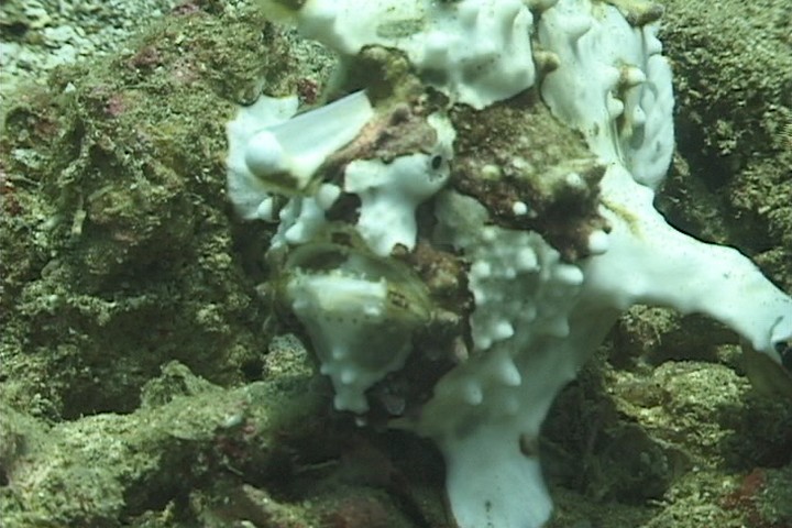 keyframe of organism