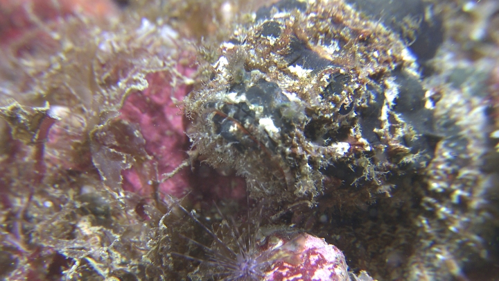 keyframe of organism