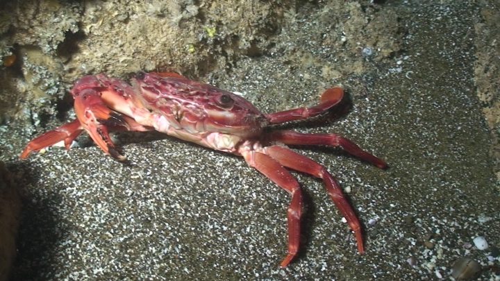 keyframe of organism