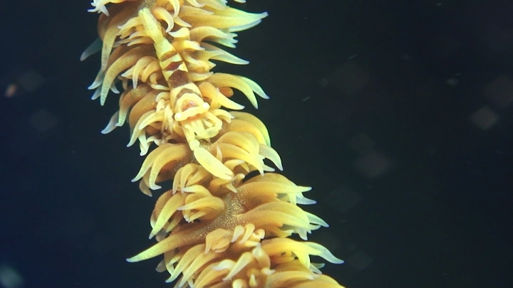 keyframe of organism