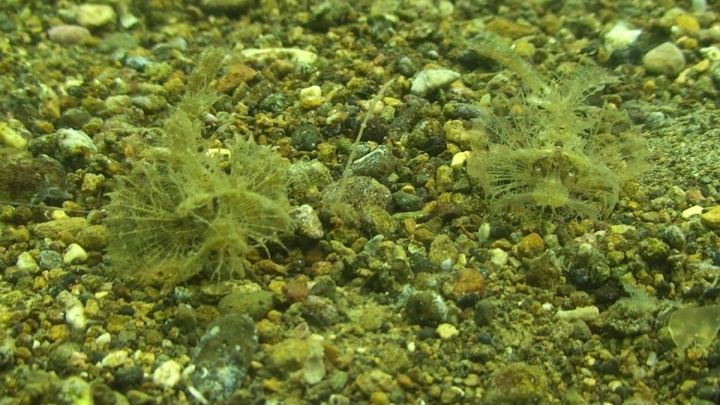keyframe of organism