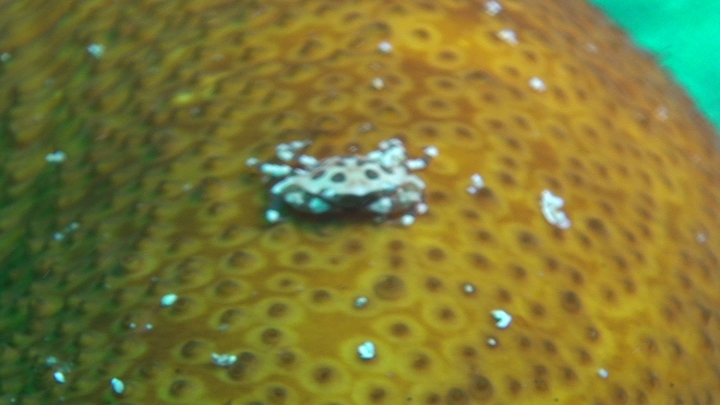 keyframe of organism