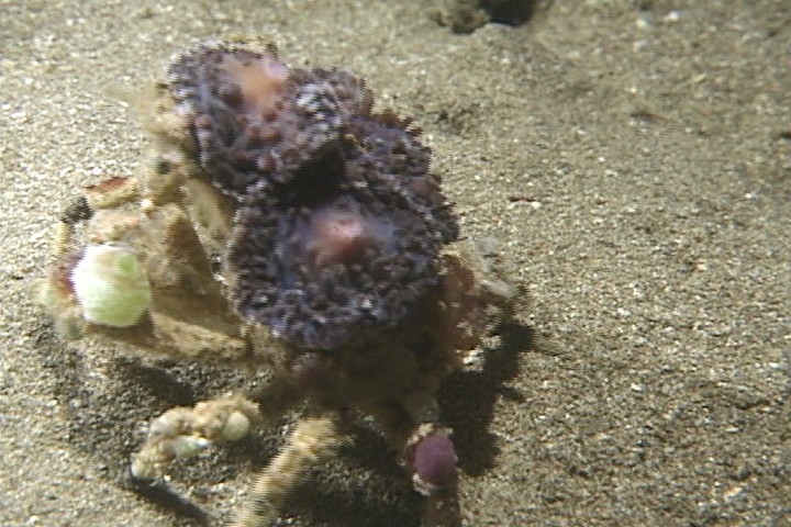 keyframe of organism