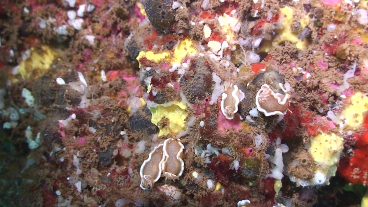 keyframe of organism