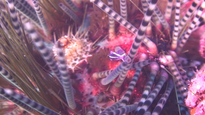 keyframe of organism