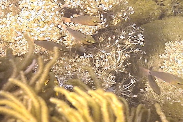 keyframe of organism