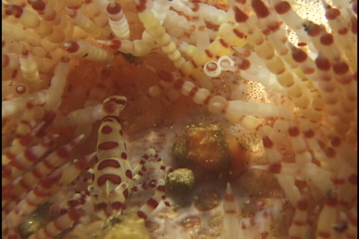 keyframe of organism