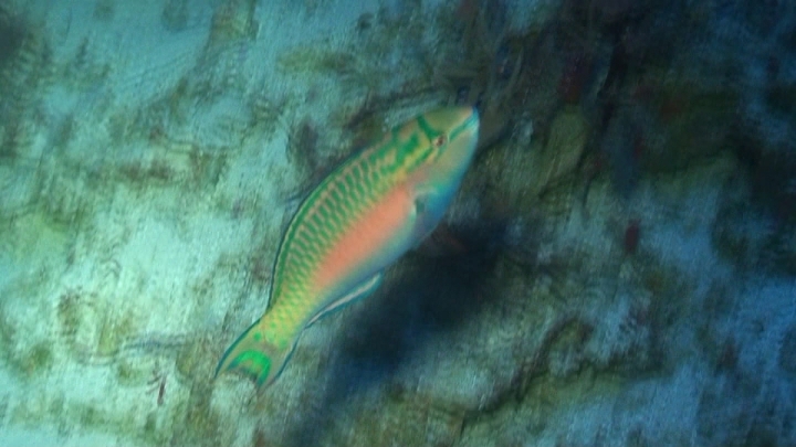 keyframe of organism