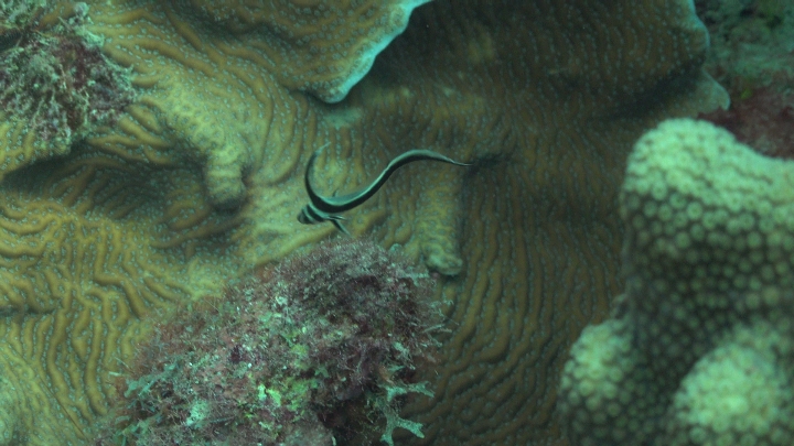 keyframe of organism