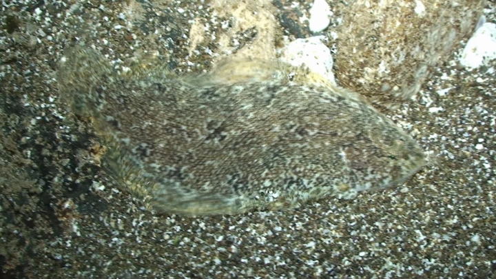 keyframe of organism