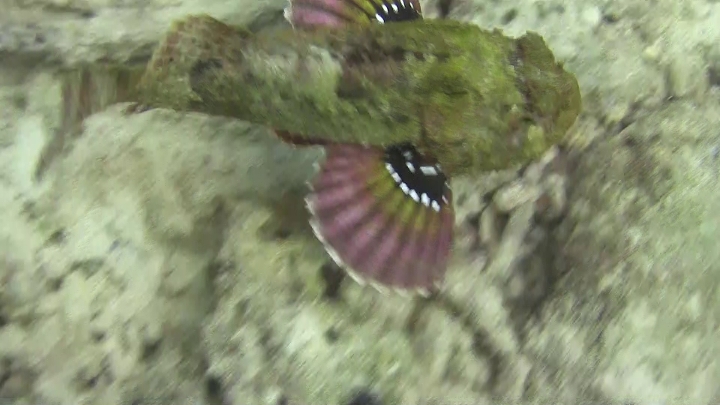 keyframe of organism