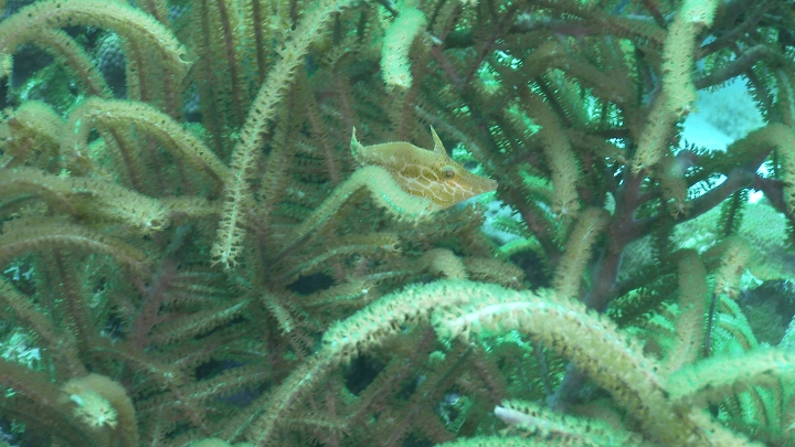 keyframe of organism