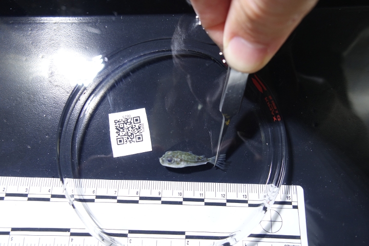 keyframe of organism