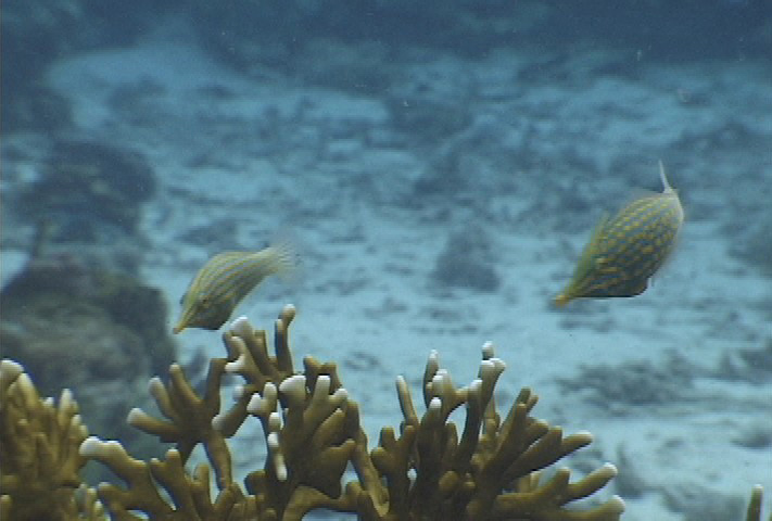 keyframe of organism
