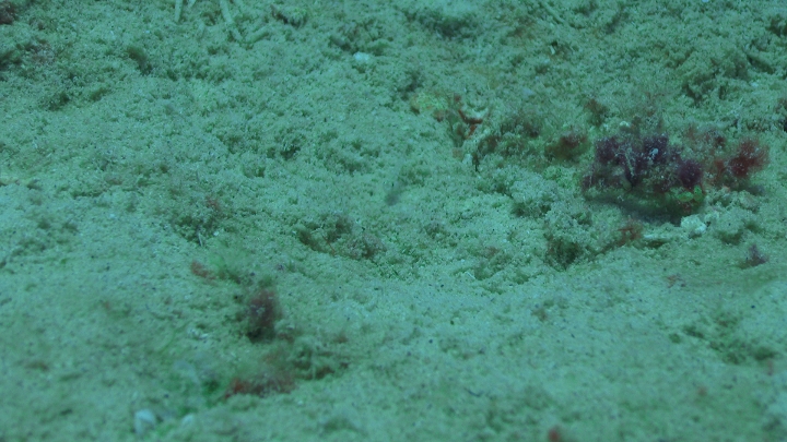 keyframe of organism