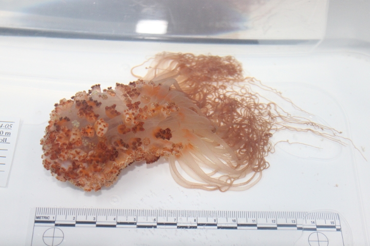 keyframe of organism