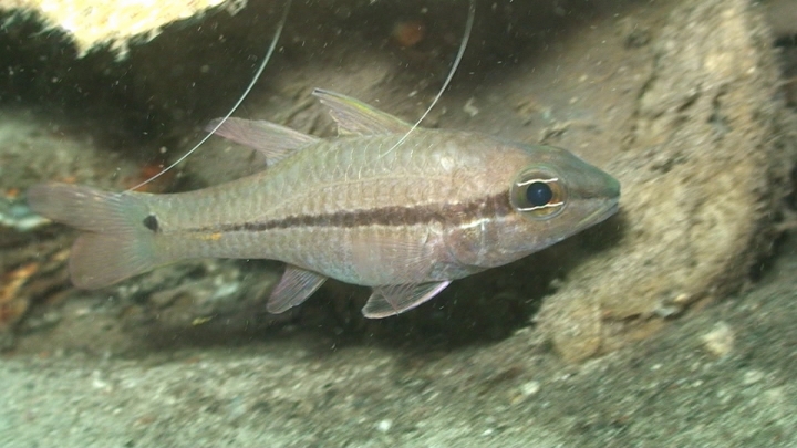 keyframe of organism