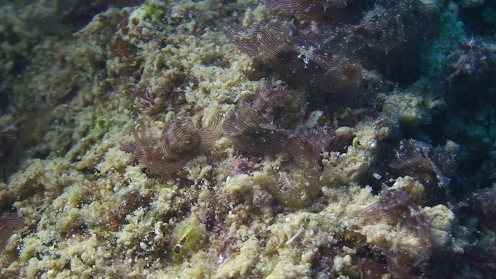 keyframe of organism