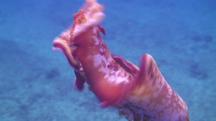 keyframe of organism
