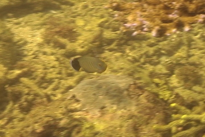 keyframe of organism