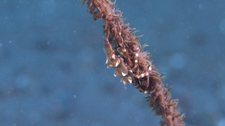 keyframe of organism