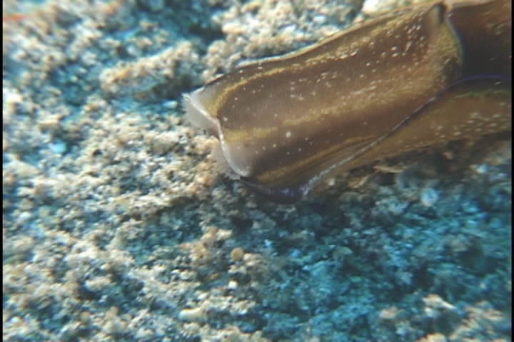 keyframe of organism