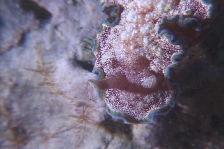 keyframe of organism