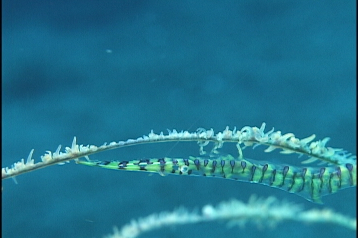keyframe of organism