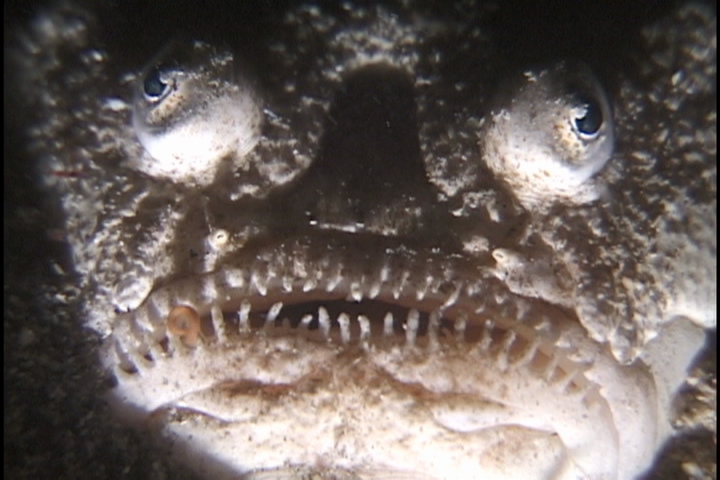 keyframe of organism