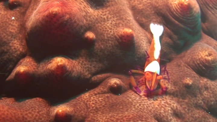 keyframe of organism