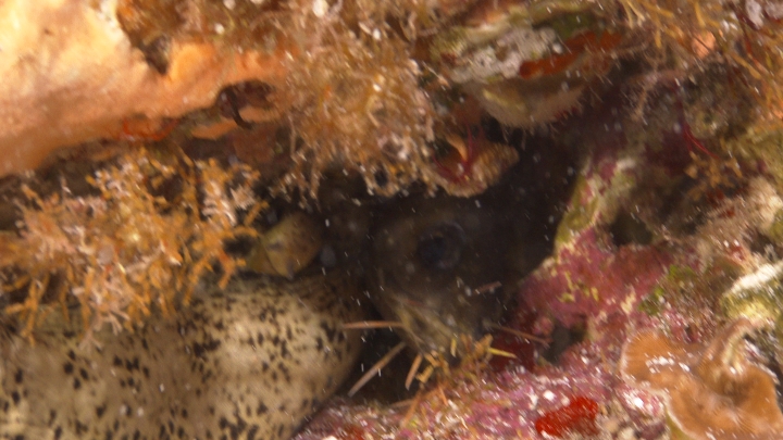 keyframe of organism