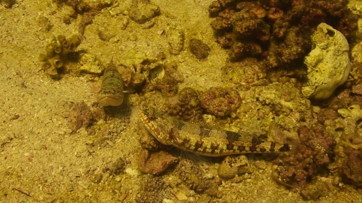 keyframe of organism