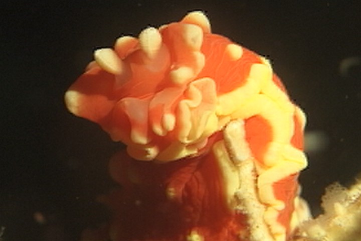 keyframe of organism