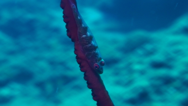 keyframe of organism