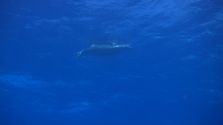 Click to view full quality image