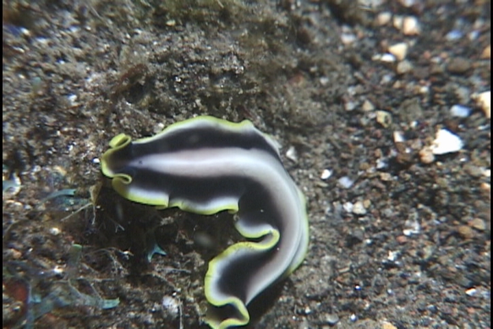 keyframe of organism
