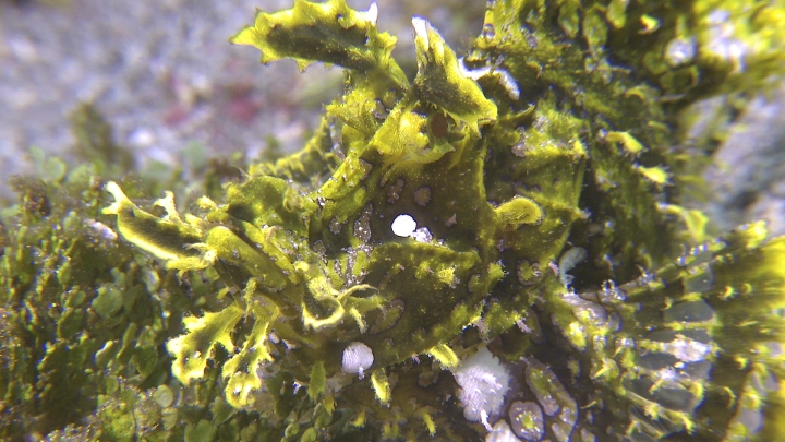 keyframe of organism